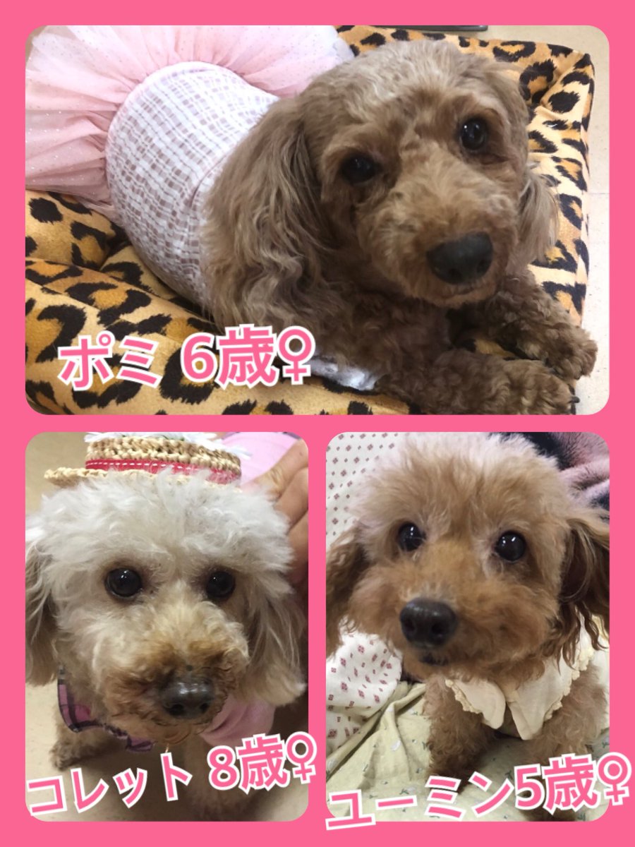 🐾今日の里親様募集中ワンコ🐶メンバーです🐾2019,7,14